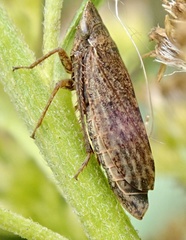 Aphrodinae
