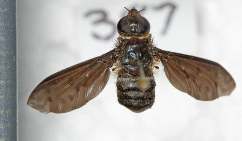 Heteralonia furvalis