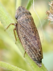 Aphrodinae