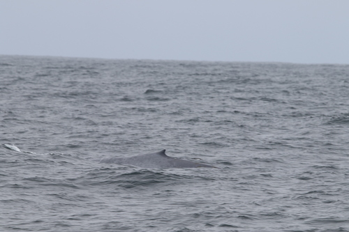 Blue whale