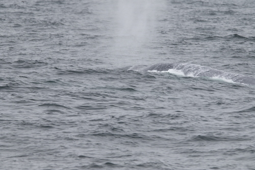 Blue whale