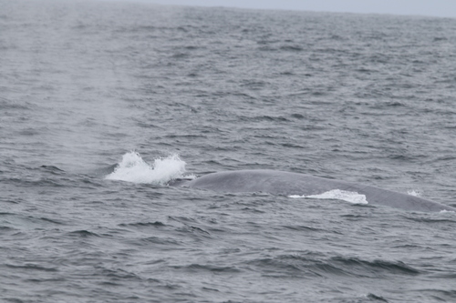 Blue whale