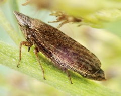 Aphrodinae