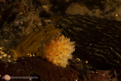 Cnemidocarpa verrucosa