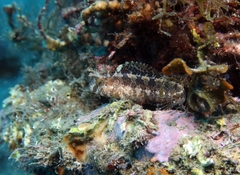 Parablennius tentacularis