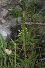 Bulbine frutescens