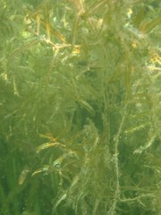 Potamogeton zosteriformis
