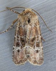 Lacinipolia spiculosa