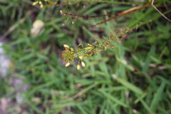 Bulbine frutescens