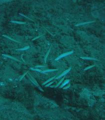 Ptereleotris monoptera