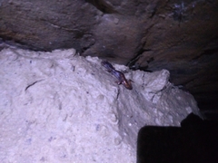 Speleomantes italicus