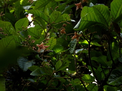 Sloanea synandra