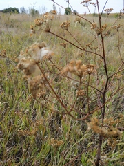 Peucedanum alsaticum