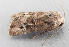 Lacinipolia spiculosa