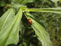 Persicaria limbata