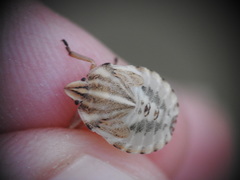 Graphosoma semipunctatum