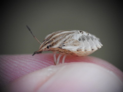 Graphosoma semipunctatum