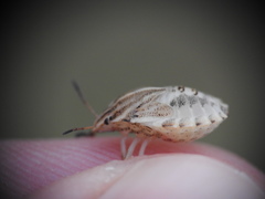 Graphosoma semipunctatum