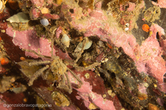 Eurypodius longirostris