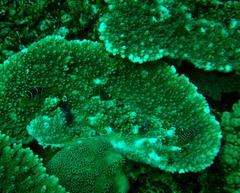 Paraluteres prionurus