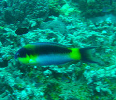 Thalassoma genivittatum