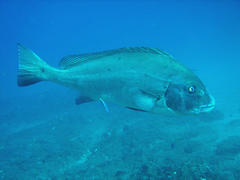 Plectorhinchus centurio