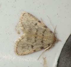 Orectis massiliensis