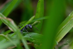 Polyrhachis gagates