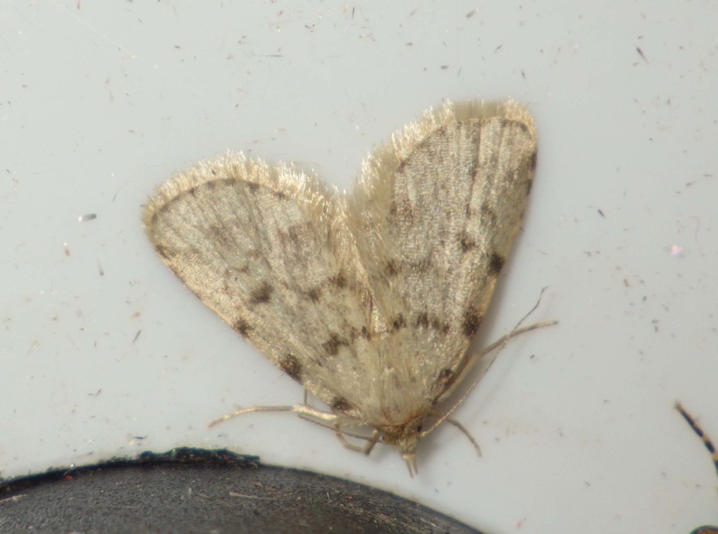 Orectis massiliensis