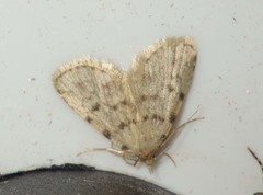 Orectis massiliensis