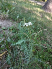 Achillea pannonica