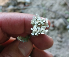 Achillea pannonica