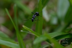 Polyrhachis gagates