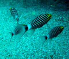 Cheilodipterus macrodon