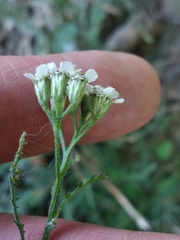 Achillea pannonica