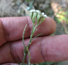 Achillea pannonica