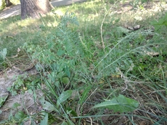 Achillea pannonica