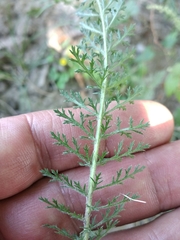 Achillea pannonica