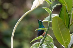 Cinnyris bifasciatus