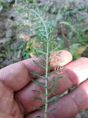 Achillea pannonica