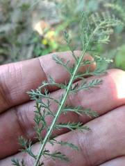 Achillea pannonica