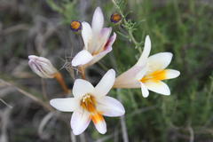Freesia andersoniae