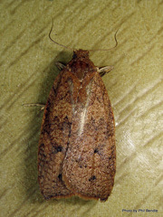 Planotortrix excessana