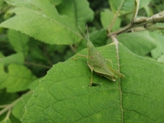 Sphenarium mexicanum