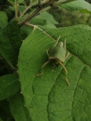 Sphenarium mexicanum