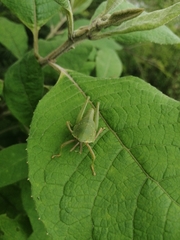 Sphenarium mexicanum