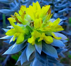 Xiphotheca fruticosa