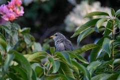 Ceuthmochares australis