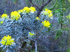 Xiphotheca fruticosa