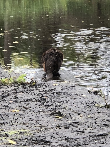 American Beaver photographed in Minnesota
